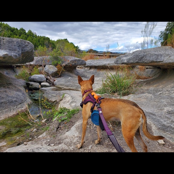 Locally sourced fossils - Picture 6 of 8